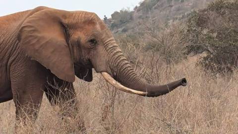       Elephant in a dry grassland setting.
  