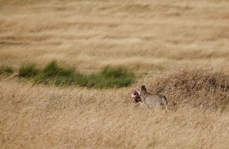       Cheetah with a fresh kill in a grassy field.
  