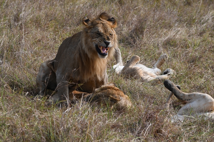       Lion interacting with its pride, two lions lying down on the grass.
  