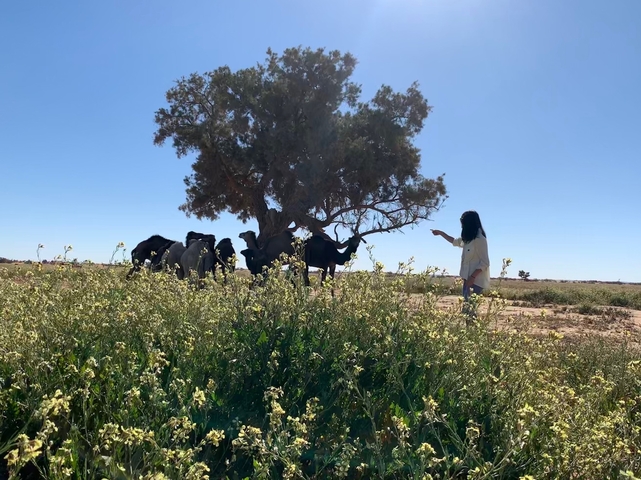       Woman by a tree with horses grazing in a field.
  