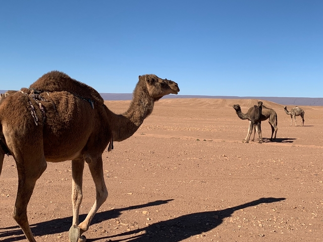 Camels in a desert landscape under a blue sky.