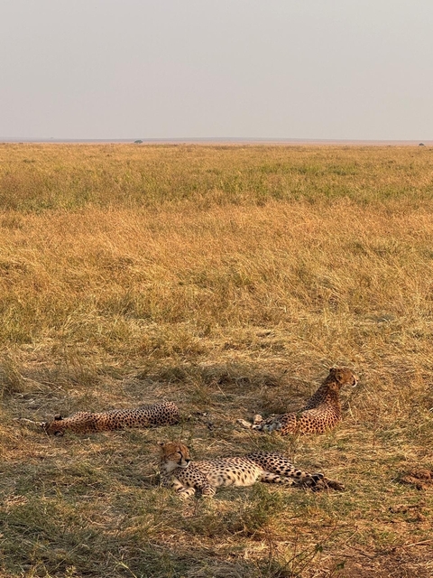       Cheetah lying on the grass in the savannah.
  