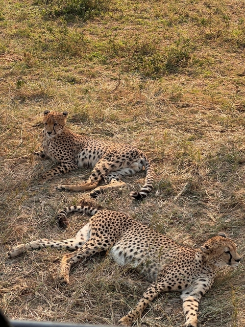       Two cheetahs lounging on the grass.
  