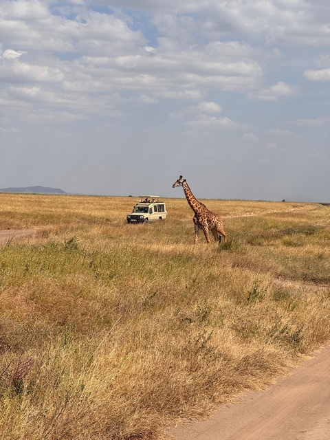       Giraffe walking alongside a safari vehicle.
  