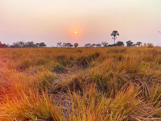 Sunset over grassy field with a single tree.