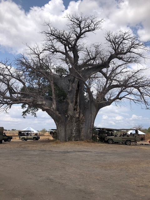 Klantbeoordelingsfoto van 3 dagen 2 nachten Nyerere Nationaal Park Lodge Safari 
