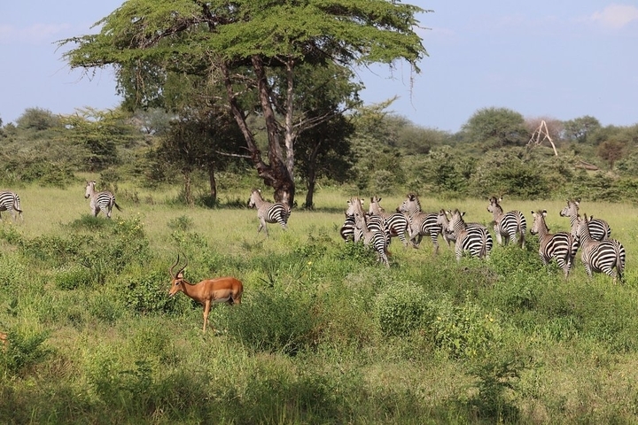 Klantbeoordelingsfoto van 3 dagen 2 nachten Nyerere Nationaal Park Lodge Safari 