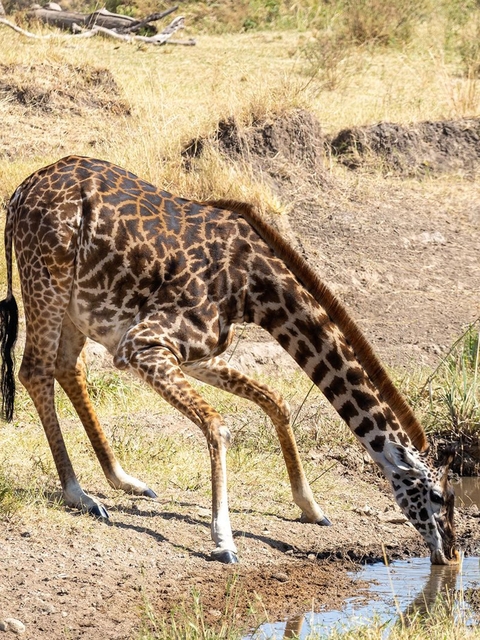      Giraffe lowering its neck to the ground.
  