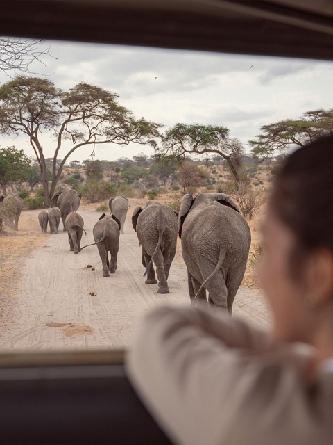       Elephants walking in a line on a dirt road.
  