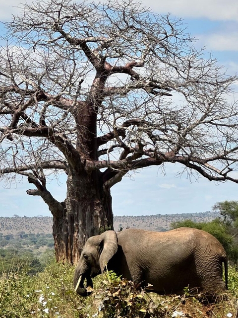       A baobab tree in a savannah landscape.
  