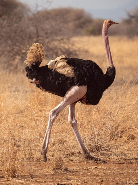       An ostrich walking through dry grassland.
  