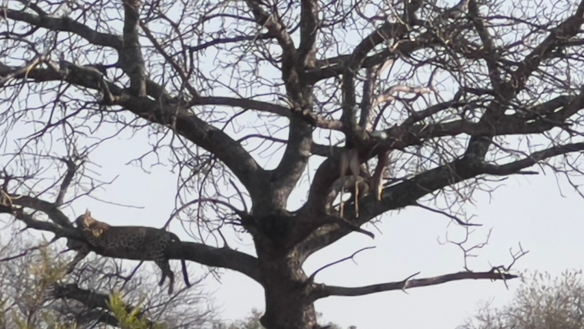 Leopard and prey in a tree.