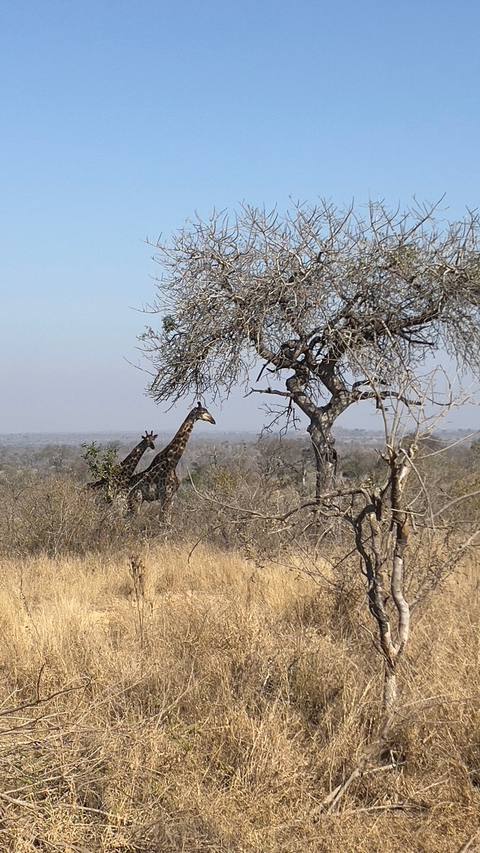       Giraffes by a tree in the savannah.
  