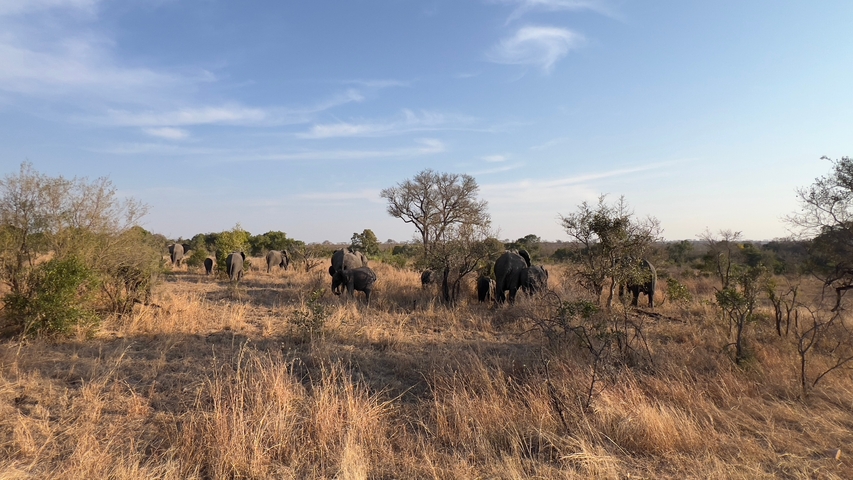       Herd of elephants in the savannah.
  