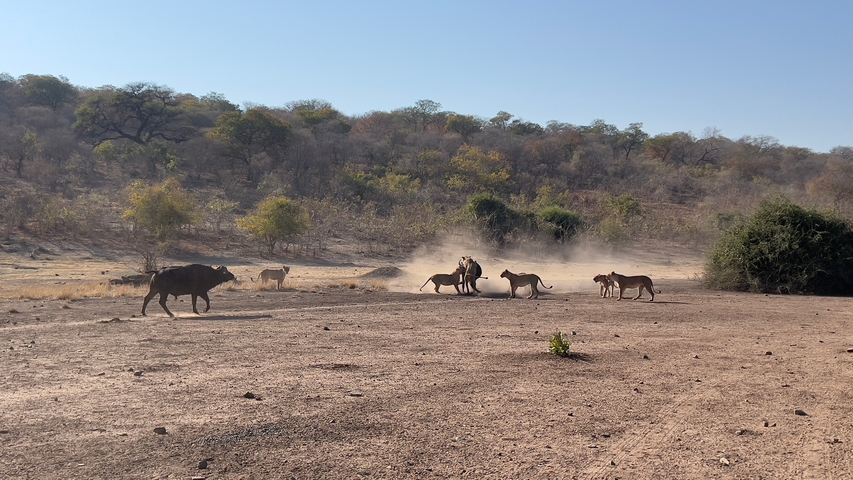       Lions hunting a buffalo.
  