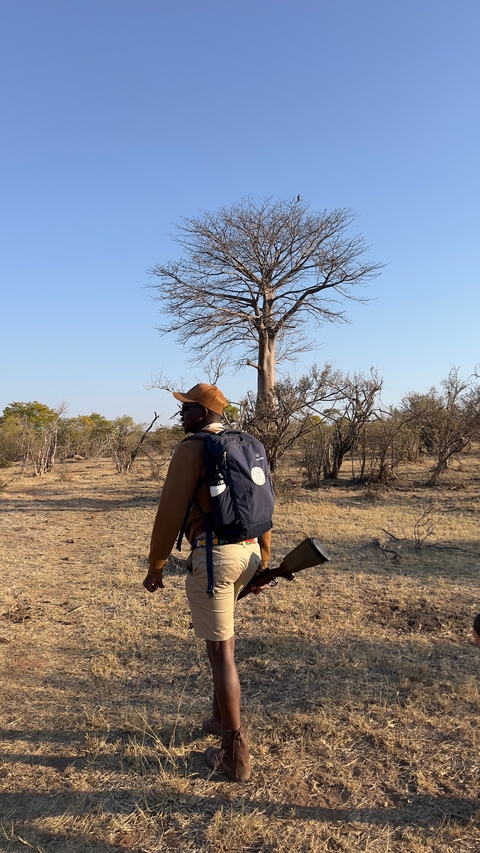Person walking in a savannah landscape.