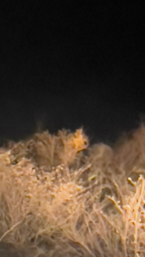 Blurry image with unclear subject.