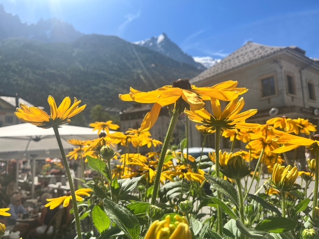 Yellow flowers with a mountain and building in the blurred background.