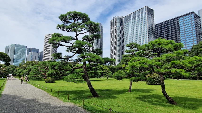       Gardens with pine trees and modern skyscrapers in background.
  