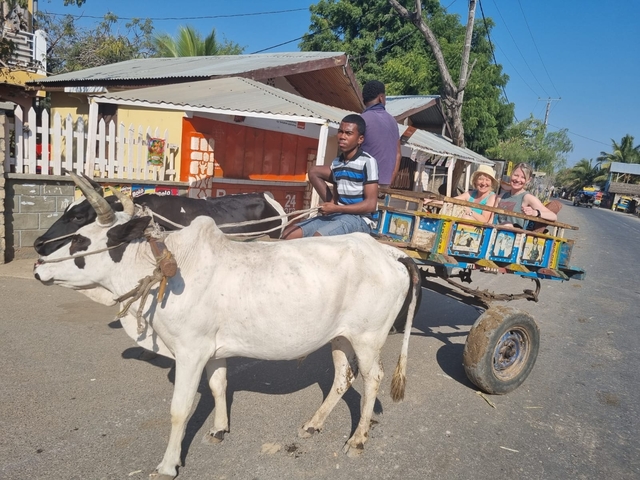       People on an ox-drawn cart on a rural road.
  