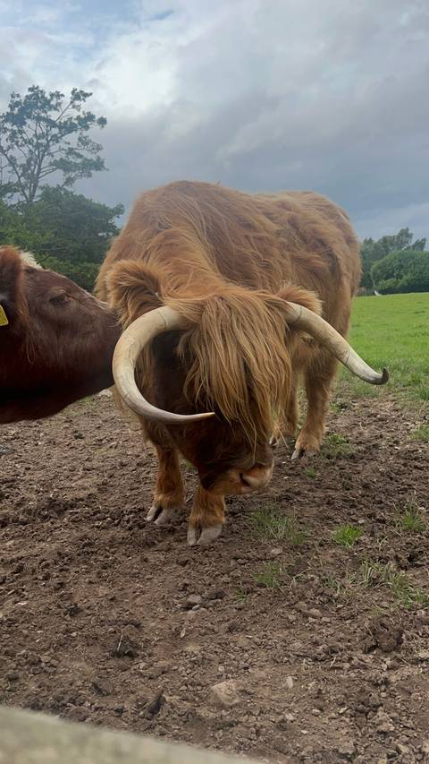 Close-up of a Highland cow on a farm.