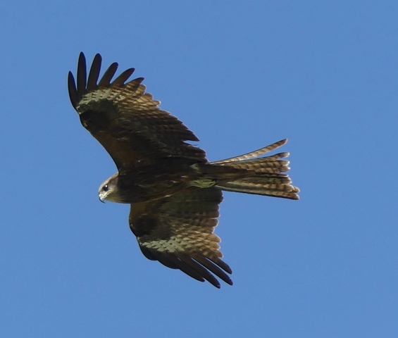       A bird of prey in flight against a blue sky.
  