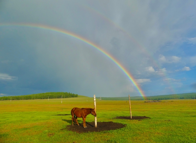       Rainbow crossing over a horse in a grassy field.
  