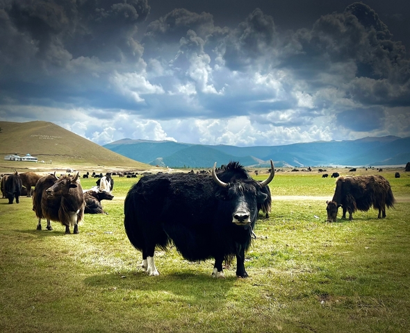       Yaks grazing in a vast Mongolian landscape.
  