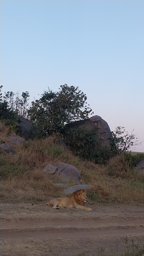       Bushes and rocks on a hillside.
  