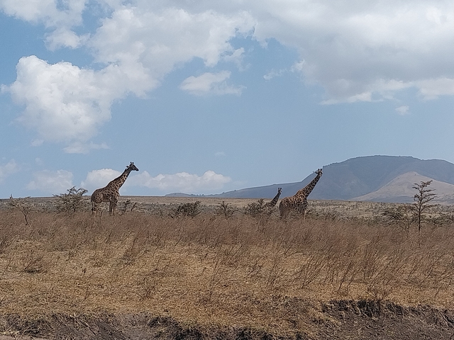       Giraffes walking in a dry savannah with a mountain in the background.
  
