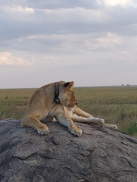       A lion resting on a rock in a grassy savannah.
  