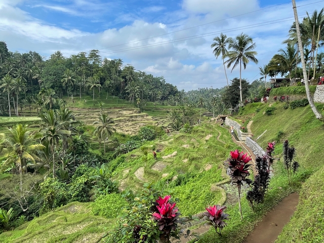       Lush green rice terraces with palm trees.
  