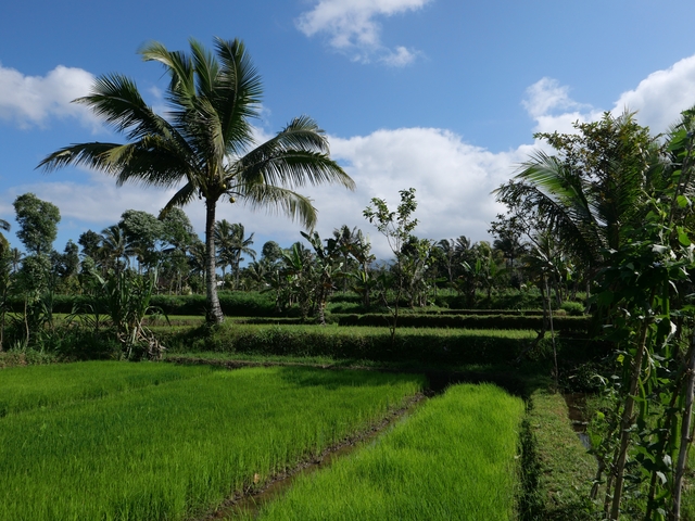       Green fields with palm trees under a blue sky.
  