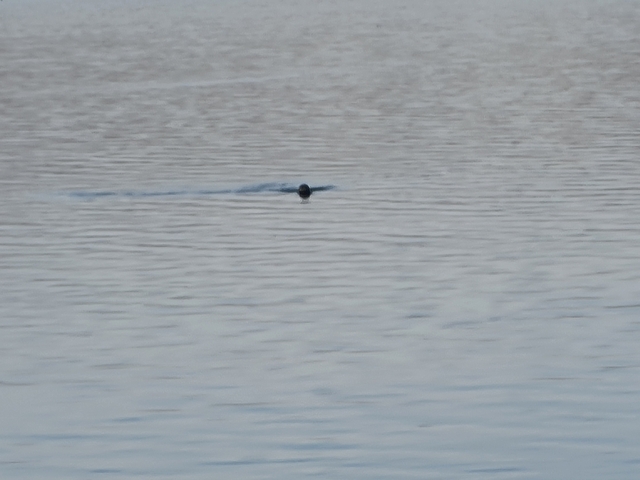       A seal swimming in a body of water.
  