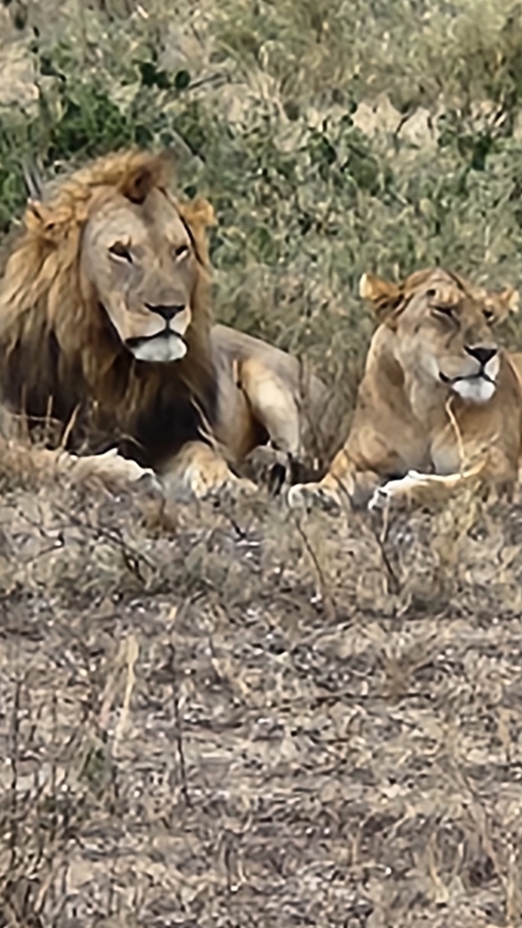 Blurry image of two lions resting in grass.