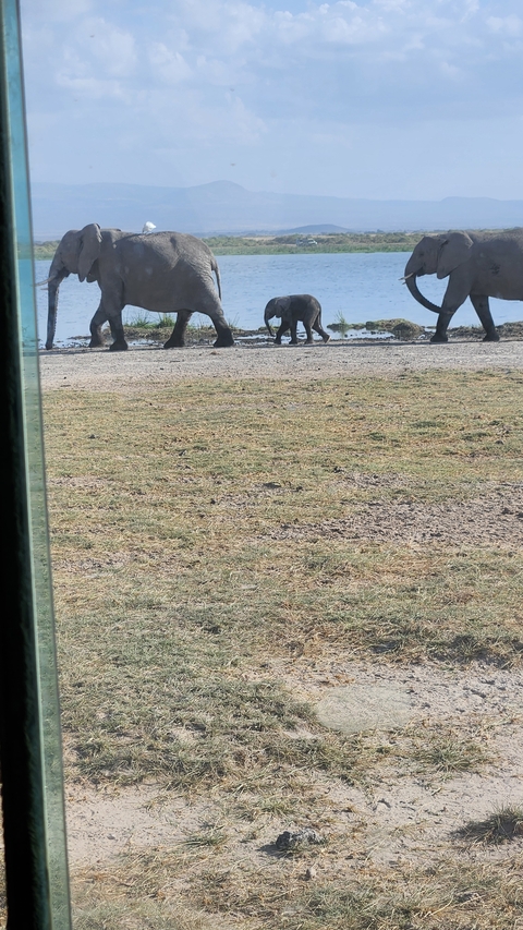 Blurred image of elephants in the distance.