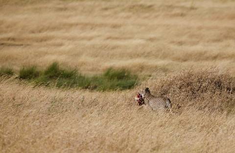       Cheetah with prey in a grassy savannah.
  