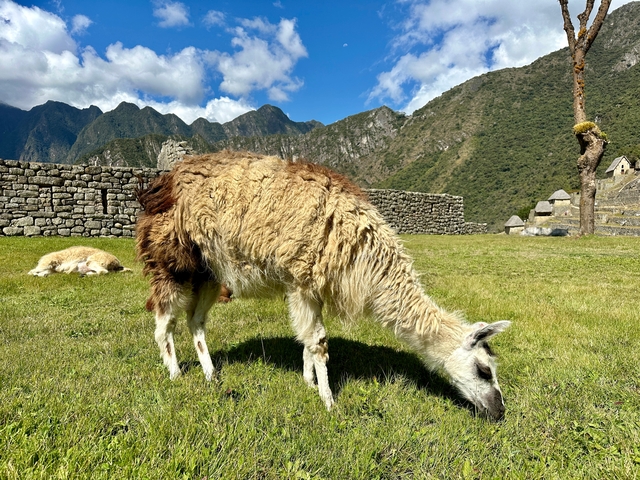       Llamas grazing on green grass with mountain background.
  