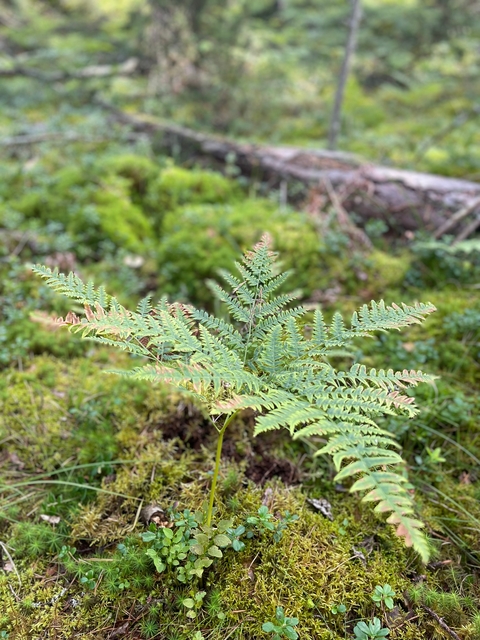 Close-up of a fern plant in a forest setting.