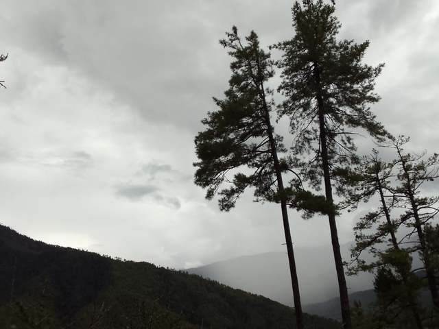       Tall trees against an overcast sky in a hilly region.
  
