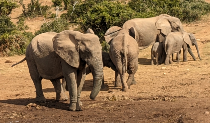 A family of elephants walking on a dry, sandy area with shrubs in the background.