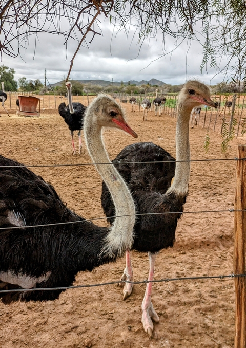       Two ostriches standing behind a fence on a sandy ground.
  