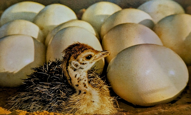 A newborn ostrich chick with eggshells around it.