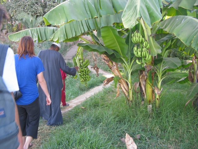 People walking along a path with banana trees.