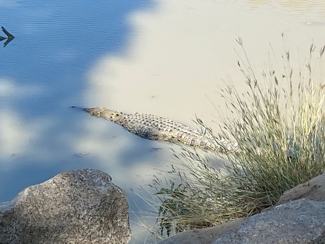 Crocodile partially submerged in water.
