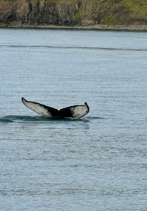 A whale's tail emerging from the sea.
