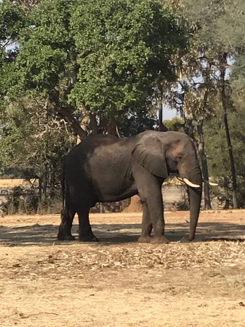       Elephant standing among trees.
  