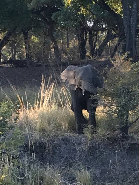       An elephant standing among tall grass and trees.
  