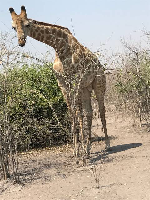       Giraffe partially hidden by branches in a dry area.
  