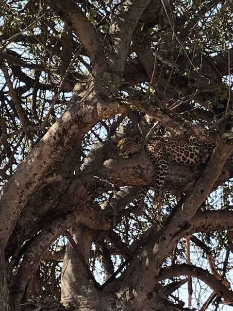       Leopard laying on a tree branch.
  